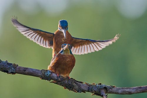 IJsvogel - Paring van twee ijsvogels