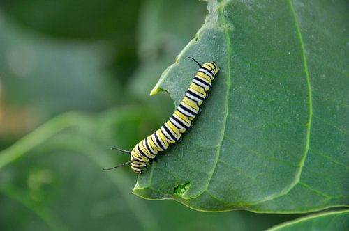 Chenille tropicale sur Bonaire