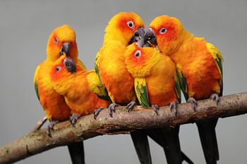 Sun parakeets (Aratinga solstitialis)