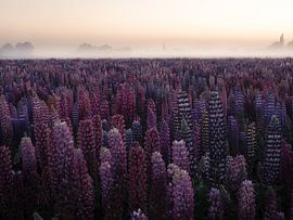 Lupinen bei Sonnenaufgang von Vincent Croce