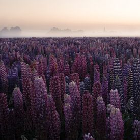 Lupines at sunrise by Vincent Croce