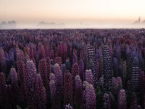 Lupinen bei Sonnenaufgang von Vincent Croce