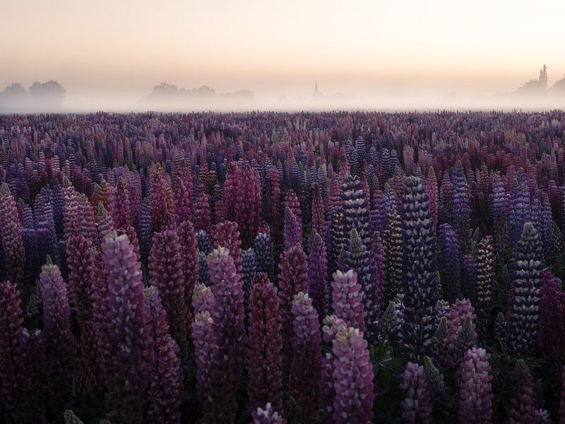 Lupines bij zonsopkomst van Vincent Croce