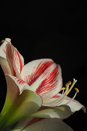Die hoffnungsvolle Amaryllis von Lisanne Keijzer