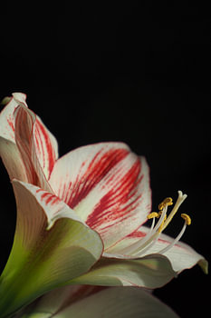 Die hoffnungsvolle Amaryllis