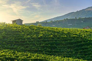 Weinberge von Prosecco bei Sonnenuntergang. Valdobbiadene, Italien