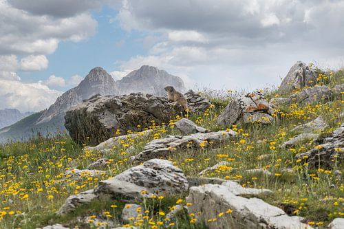 Mountain marmot in the Alps by Klaas Hollebeek
