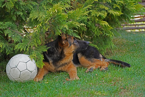 Schapenhond (puppy) liggend met voetbal