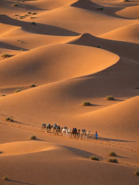 Kamelen karavaan in de sahara woestijn van Lizet Wesselman