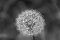 Make a wish...