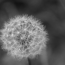 Make a wish... by Foto van Joyce