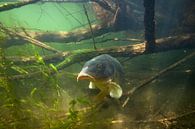 Carp between tree branches by Arthur de Bruin thumbnail