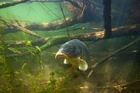 Carp between tree branches