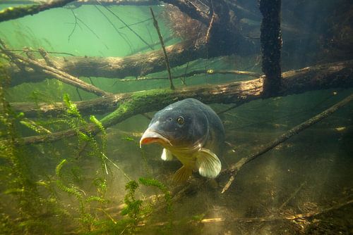 Karpfen zwischen den Ästen