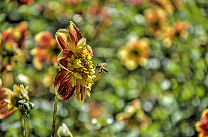 Honey Harvest by Frans Blok