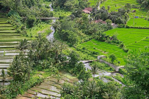 Rijstvelden op Bali