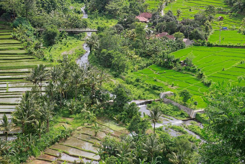 Ricefields on Bali by Martijn Stoppels