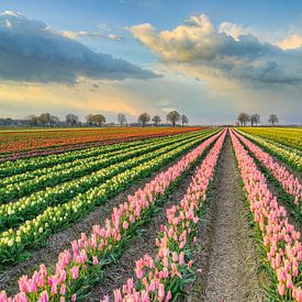 Tulip field in the evening sun by Michael Valjak