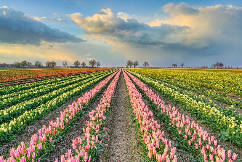Champ de tulipes au soleil couchant par Michael Valjak