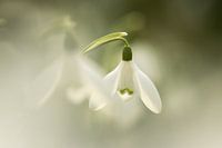 zachte sneeuwklokjes bloemen