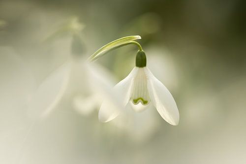 soft snowdrop flowers by KB Design & Photography (Karen Brouwer)