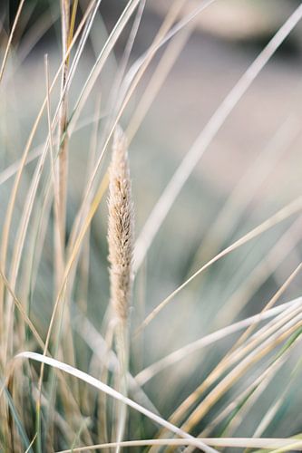 Dune grass in soft light in the wind