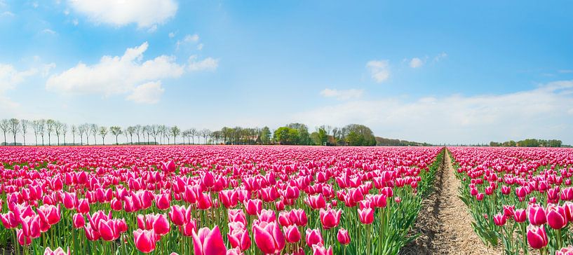 Tulpenveld met bloeiende roze tulpen in de lente van Sjoerd van der Wal Fotografie