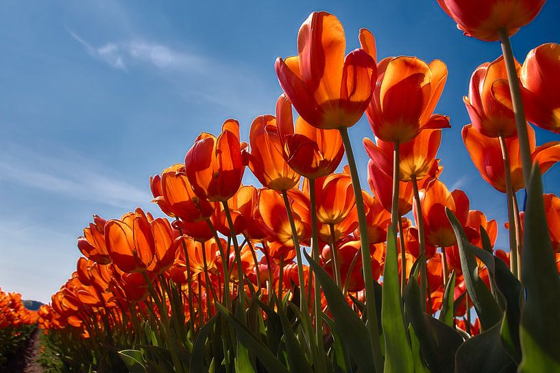 Rood geel oranje tulpen by Ad Jekel