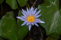 Eine lila Seerose auf einem Teich