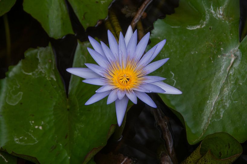 Een paarse waterlelie op een vijver van David Esser