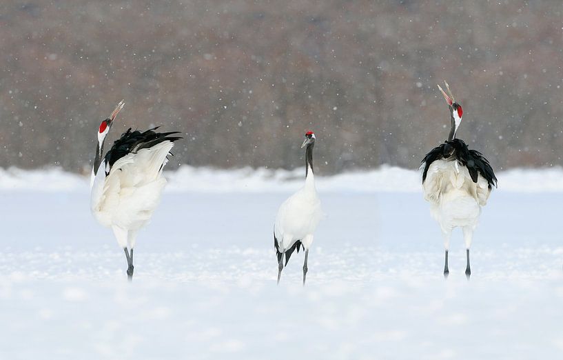 Japanse Kraanvogels VII van Harry Eggens