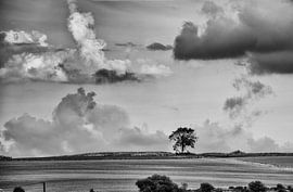 Ein Baum in der Stille von Tanja de Boer