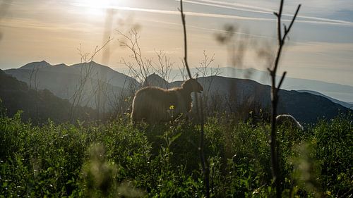 Ziege im Abendlicht auf dem Berg