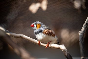 Zebra Finch by Tierfotografie.Harz