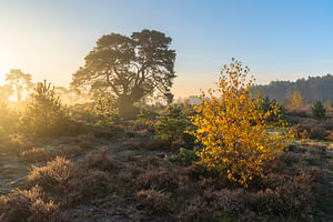 Herfst op de Veluwe