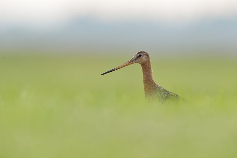 embrumée ... Barge à queue noire *Limosa limosa par wunderbare Erde