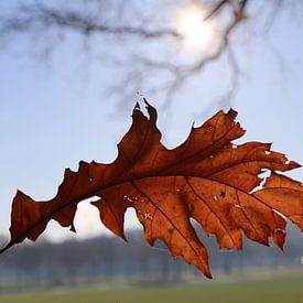 Autumn von Marcel Hondeveld