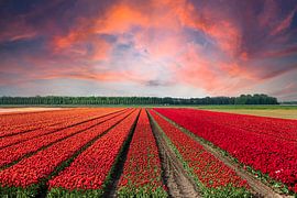Tulipfield in the evening sun by Anouschka Hendriks