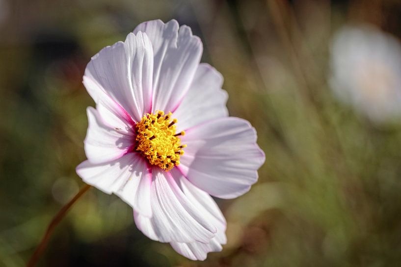 Cosmea van Rob Boon