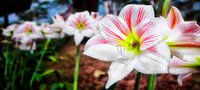 Javaanse bloemen van Giovanni della Primavera thumbnail