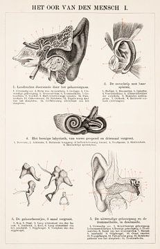 Anatomie. L'oreille de l'homme sur Studio Wunderkammer