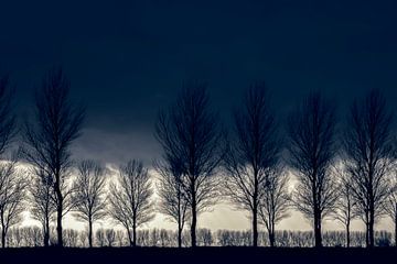 Tree row in winter. by Ellen Driesse