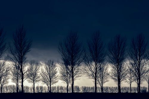 Tree row in winter.