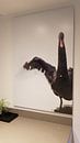 Customer photo: Black Swan by Sander Meertins