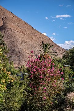 Blühendes Elqui-Tal von Thomas Riess