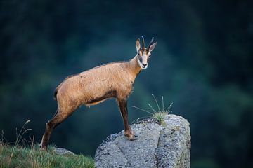 Gems van Pim Leijen