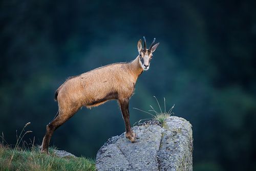 Gems by Pim Leijen