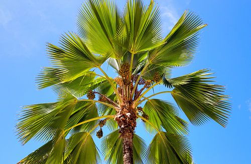 Tropische palmboom tegen blauwe hemel