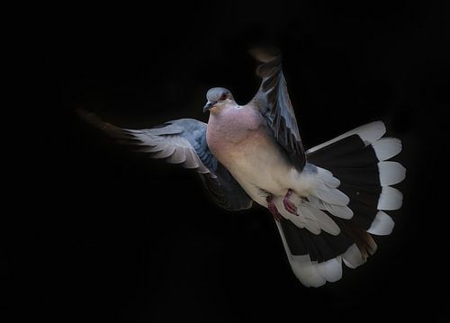 Low key zomertortel - hoop