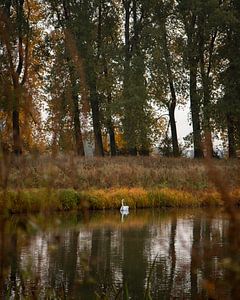 Swan by Yoni van Haarlem